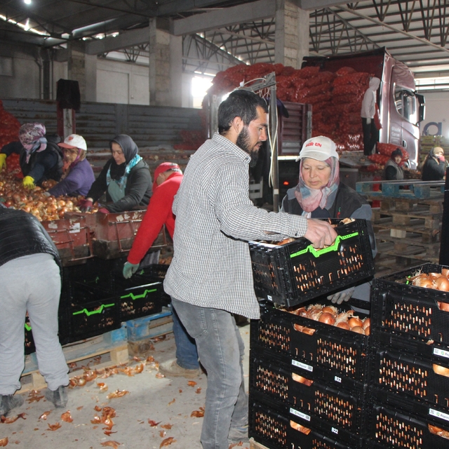 Pazarın en ucuzu soğan Amasya'dan Avrupa'ya gönderiliyor
Soğan tezgahlarda...