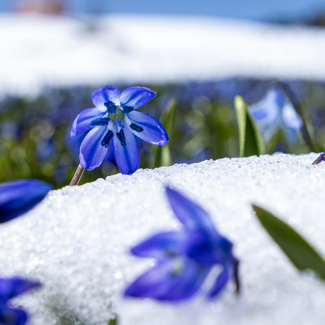 Kadıralak Yaylası'ndaki mavi yıldız çiçekleri kar altında kaldı