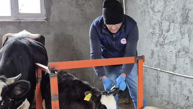 Düzce'de ekipler hayvan sağlığı için sahada