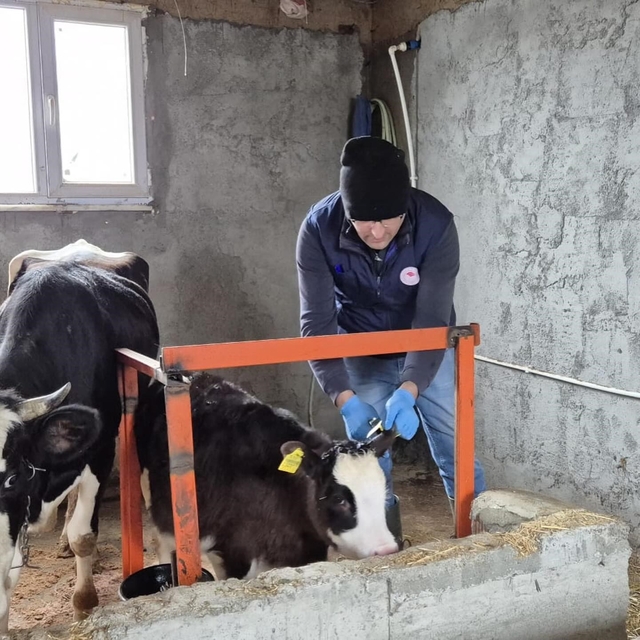 Düzce'de ekipler hayvan sağlığı için sahada