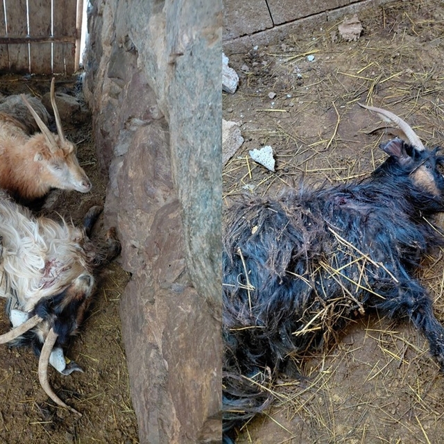 Hakkari'de kurt saldırısı, çok sayıda hayvan telef oldu