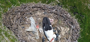 15 yıllık 'komşu': Leylek 'Ciran' ailenin maskotu oldu