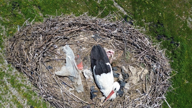 15 yıllık 'komşu': Leylek 'Ciran' ailenin maskotu oldu