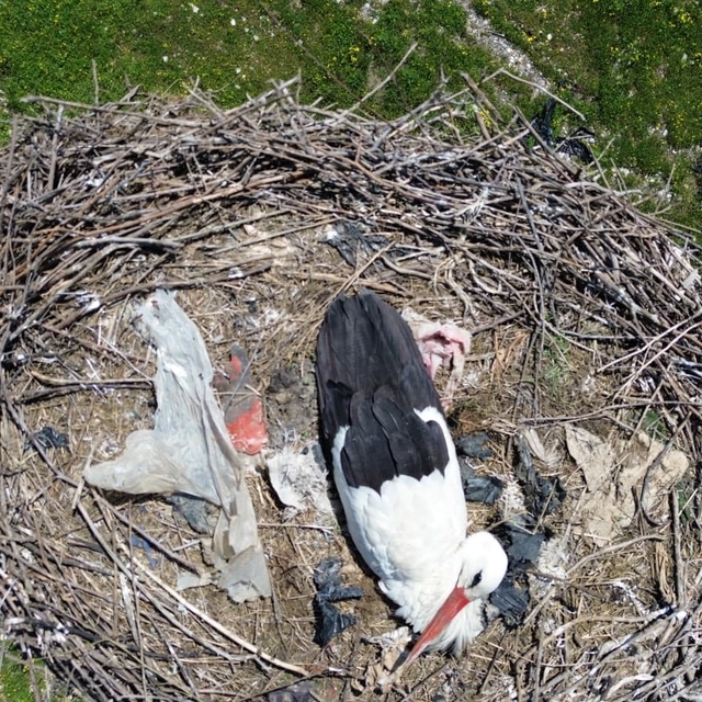 15 yıllık 'komşu': Leylek 'Ciran' ailenin maskotu oldu