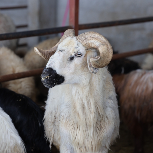 Elazığ'da kurbanlık satışları başladı