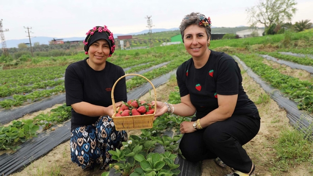 Organik çilekte hasat heyecanı başladı