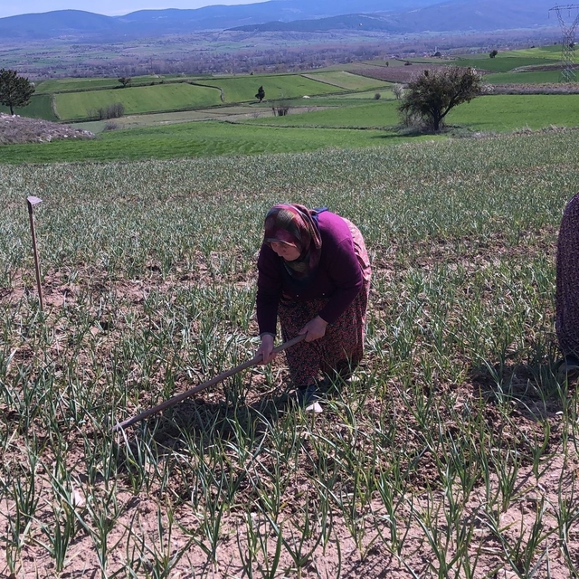 Taşköprü sarımsağı tarlalarındaki zararlı otları tek tek topluyorlar