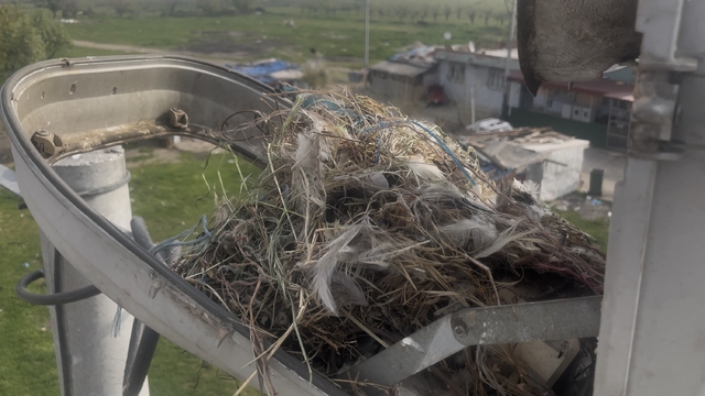 Sokak lambaları kuşlara yuva oldu