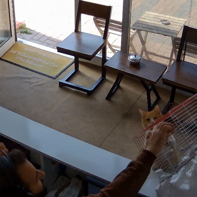 Kedinin, dükkandaki kuşlara saldırdığı anlar kamerada