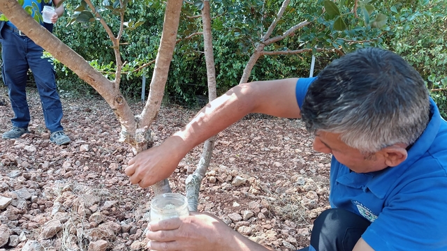 Sakız'dan farklı ürünler üretilmeye başlandı