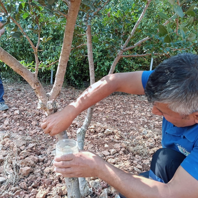 Sakız'dan farklı ürünler üretilmeye başlandı