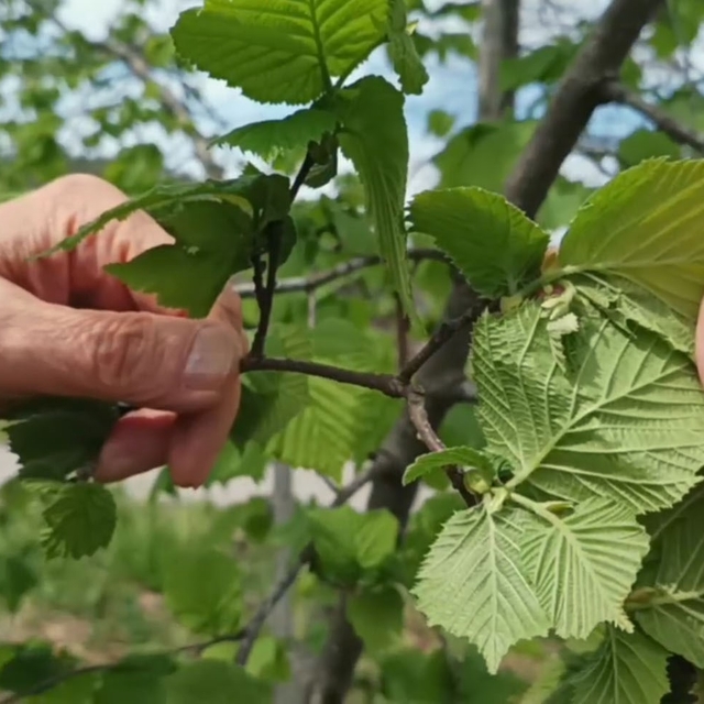Fındıkta verim düşüklüğü maliyeti artırıyor
Doç. Dr. Ali Turan:
"Yaşlanan f...