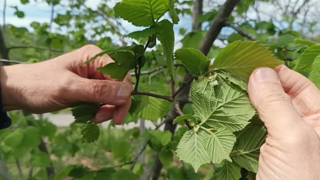 Fındıkta verim düşüklüğü maliyeti artırıyor
Doç. Dr. Ali Turan:
"Yaşlanan fındık bahçeleri gençleştirilmeli"