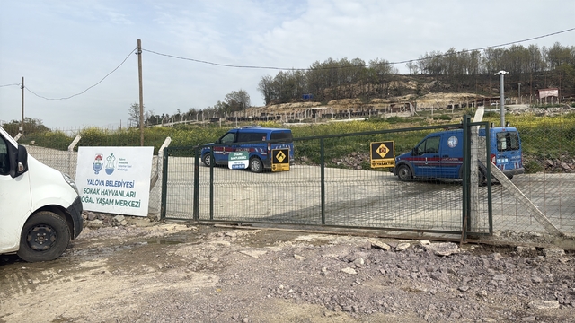 Yalova'da hayvan ölümleri iddialarına soruşturma