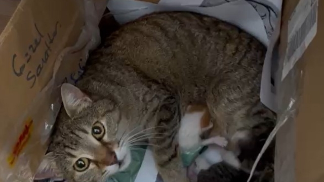 Okulun maskot kedisi yavrularını öğretmenler odasına taşıdı