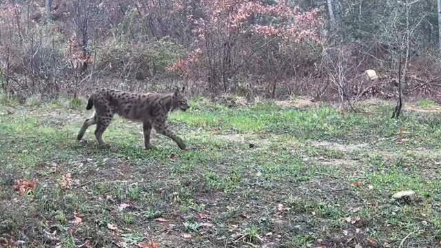 Karabük'te vaşak, domuzlar ve tavşan fotokapanla görüntülendi