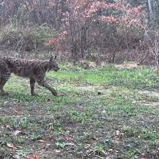 Karabük'te vaşak, domuzlar ve tavşan fotokapanla görüntülendi
