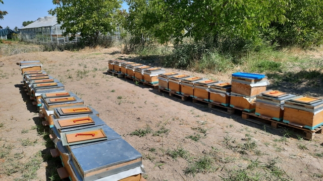 'Süper gıda' arı sütü Malatya'da mercek atında