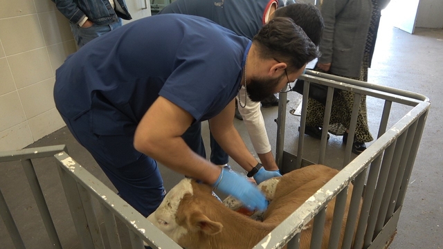 OMÜ Hayvan Hastanesi 2025'te 30 binden fazla vakaya müdahale etti