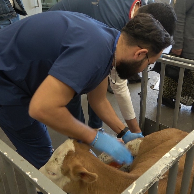 OMÜ Hayvan Hastanesi 2025'te 30 binden fazla vakaya müdahale etti