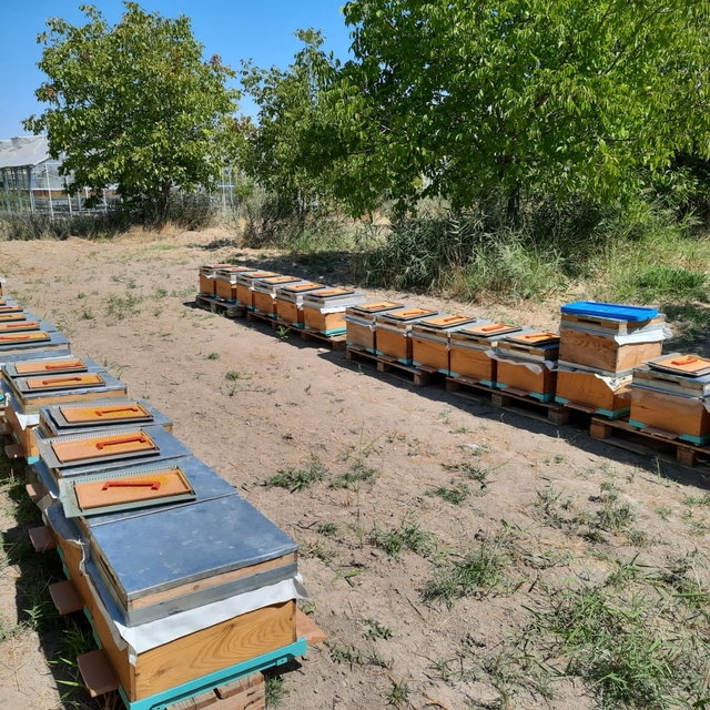 'Süper gıda' arı sütü Malatya'da mercek atında