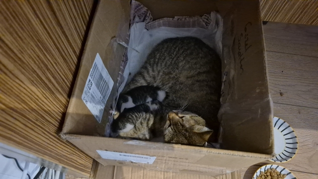 Lisenin maskot kedisi, yavrularını okula emanet etti
Okul Müdürü Nazmi Bal: "Yaşadığımız bu zor günlerde içimize az da olsa bir umut ışığı serpildi"