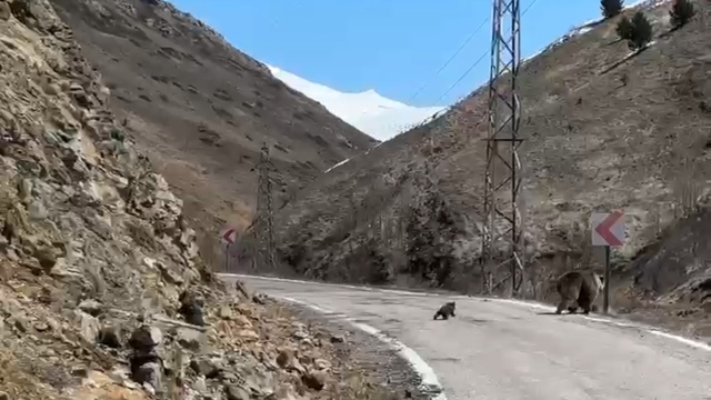 Anne ayı ve yavruları yolda görüntülendi, minik yavrunun çabası gülümsetti