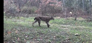 Yaban hayatı fotokapana yansıdı