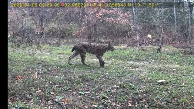 Yaban hayatı fotokapana yansıdı