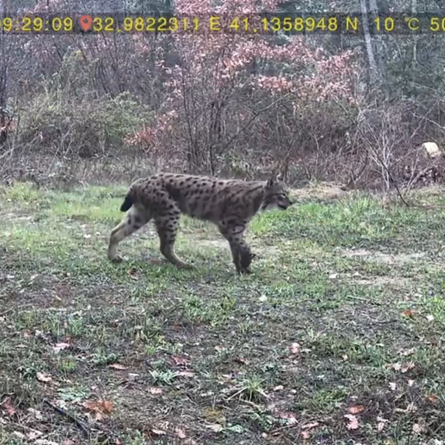 Yaban hayatı fotokapana yansıdı