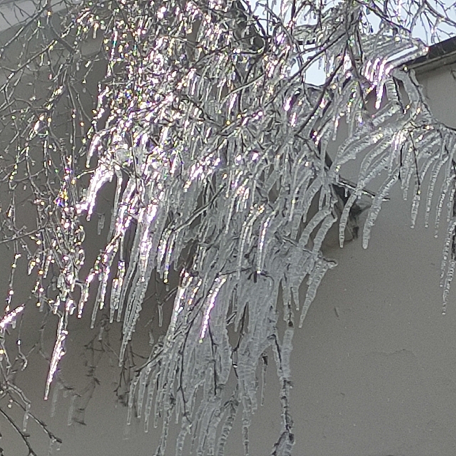 Hava sıcaklığı eksi 10'a düştü, ağaç dalları dondu
Ağaçlardaki kristalize g...