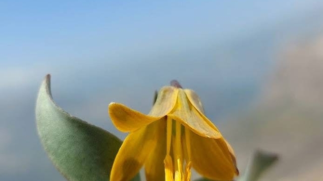 İsmini keşfedildiği ilçeden alıyor: Ender görülen Çermik ters lalesi çiçek açtı