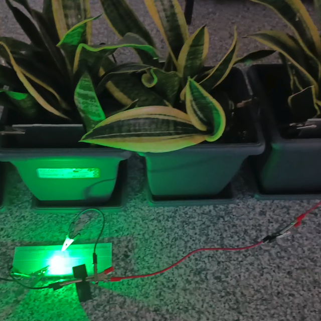 Bitkilerden elektrik üretildi; Bolu ve Ankara'dan ekip biyopil geliştirdi