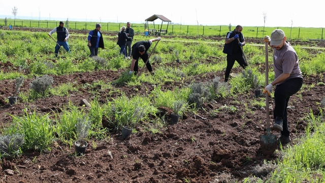 Yenişehir'de lavanta mevsimi başlıyor