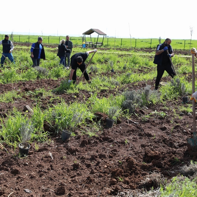 Yenişehir'de lavanta mevsimi başlıyor