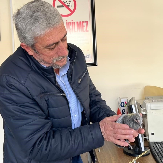 Bünyan'da çatıdan düşen kuş, yuvasına kavuşturuldu