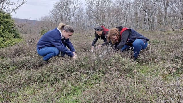 Tekirdağ'da süne zararlısına karşı saha çalışmaları başlatıldı