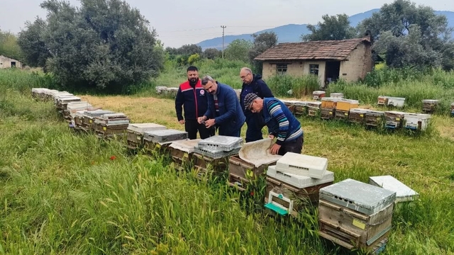 Aydın'da ana arı üretim kovanları denetlendi