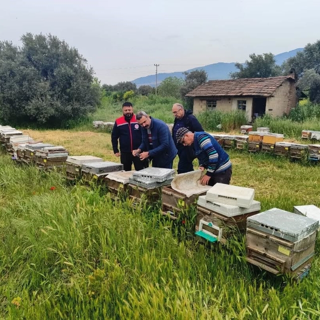 Aydın'da ana arı üretim kovanları denetlendi