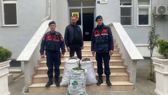 Germencik'te incir bahçesinde jandarmadan suçüstü
