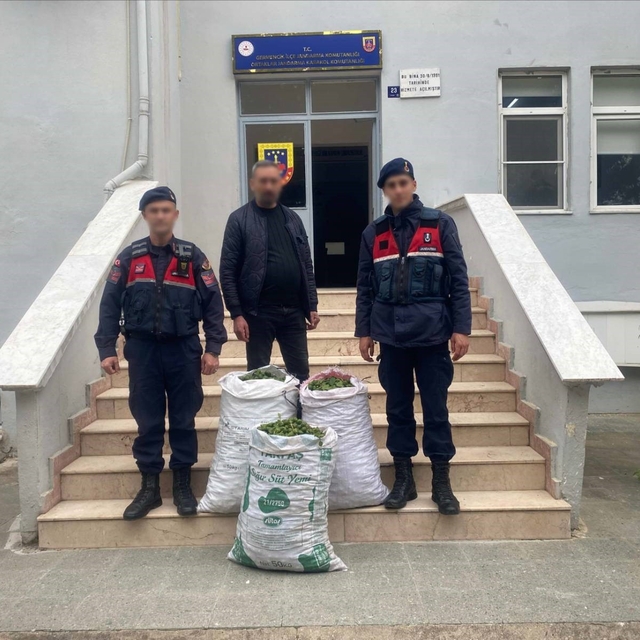 Germencik'te incir bahçesinde jandarmadan suçüstü