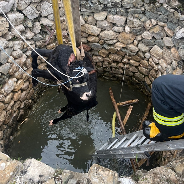 Su kuyusuna düşen inek itfaiye ekiplerince kurtarıldı