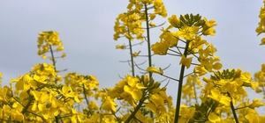 Hayrabolu'da bu yıl 21 bin dekar alanda kanola ekimi yapıldı