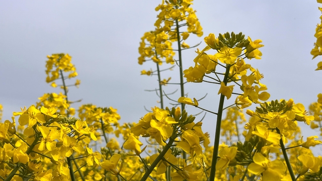 Hayrabolu'da bu yıl 21 bin dekar alanda kanola ekimi yapıldı