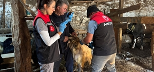 Gümüşhacıköy'de küçükbaş hayvanlara yönelik aşı ve küpeleme çalışmaları sürüyor