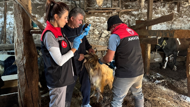 Gümüşhacıköy'de küçükbaş hayvanlara yönelik aşı ve küpeleme çalışmaları sürüyor
