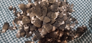 Beyşehir'de kuzugöbeği tutkunları sahaya çıktı