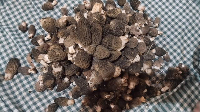 Beyşehir'de kuzugöbeği tutkunları sahaya çıktı