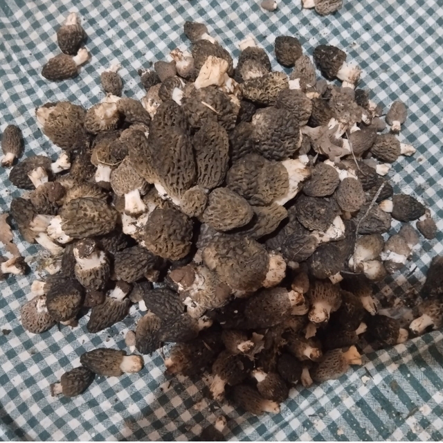 Beyşehir'de kuzugöbeği tutkunları sahaya çıktı