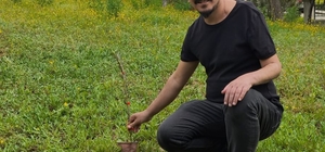 Mut'ta hastane bahçesine 150 zeytin fidanı dikildi